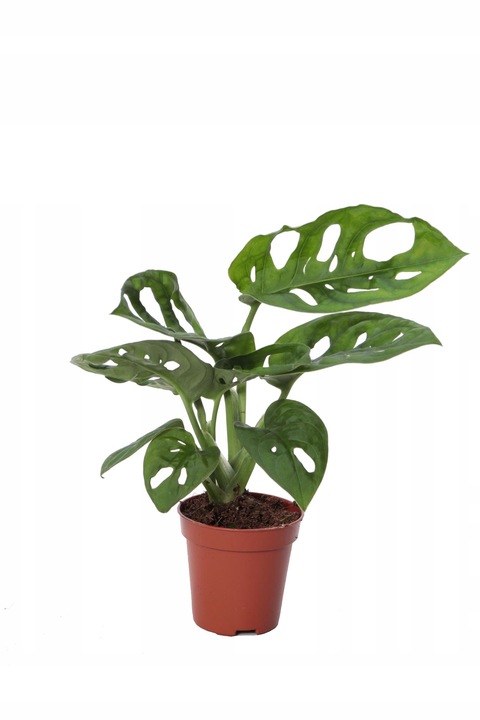 Monstera Monkey Mask Adansonii - Bardzo Ładny Kwiatek Szwajcarski Ser