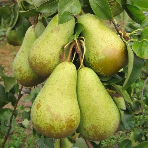 GRUSZA FAWORYTKA KLAPSA KRÓLOWA GRUSZEK ODPORNA