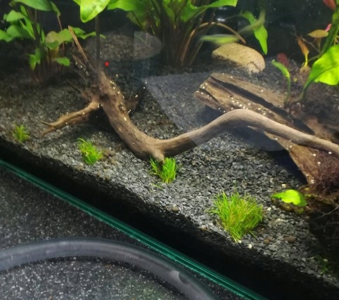 Czarny Piasek Żwirek do Akwarium Naturalny Doskonały dla Roślin 24kg 2-3mm