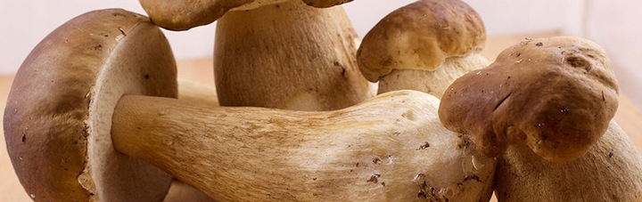 Grzybnia Borowik Szlachetny – Mikoryza, Grzyby do Ogrodu