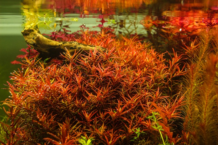 Rośliny do akwarium Rotala H'Ra PIĘKNA RARYTAS