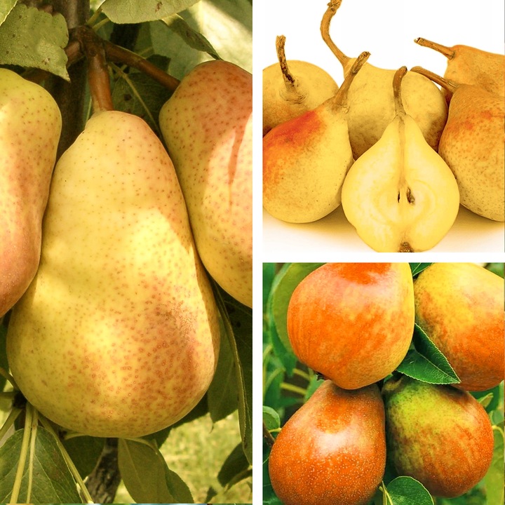 SADZONKI DRZEWKA OWOCOWE GRUSZA KLAPSA FAWORYTKA GIGANTYCZNE OWOCE