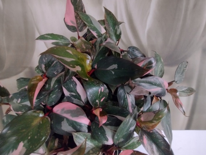 PHILODENDRON 'Pink Princess Marble' Filodendron różowy