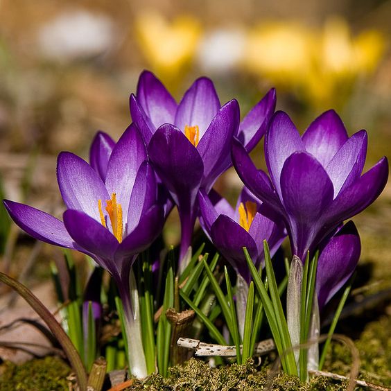KROKUS MIX KOLORÓW cebulki 200 szt. + GRATIS