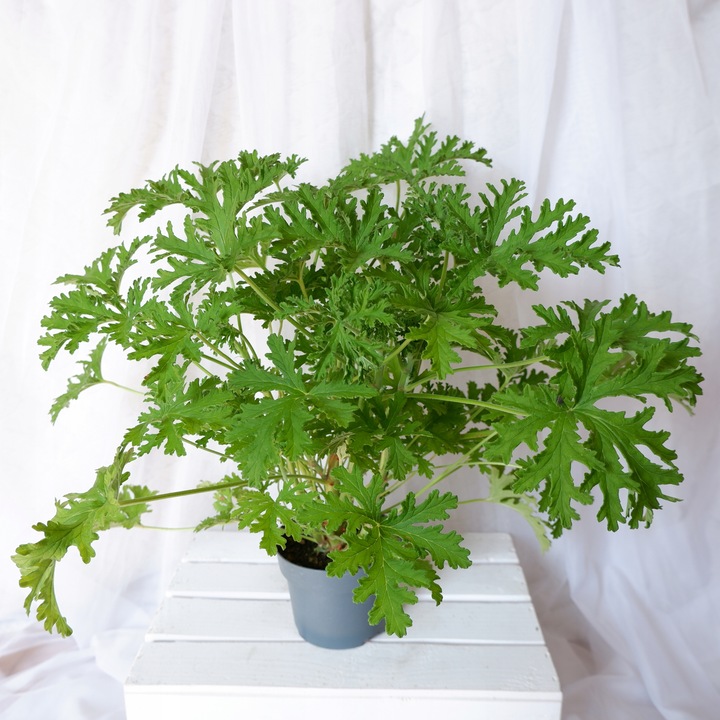 GERANIUM ANGINKA ROŚLINA LECZNICZA gęsta XL don.Ø13cm