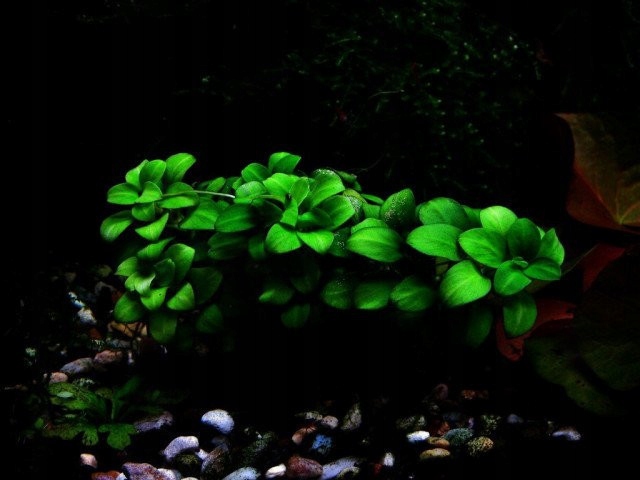 Anubias barteri var. nana 'Petite' Koszyk Ø 5,5 cm