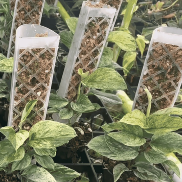 Podpora do roślin pnączy do mchu Sphagnum Palik Tyczka Do Monstery 50