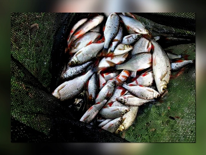 BAT MISTRALL ZINO COMPETITION POLE 6m / 10-30g