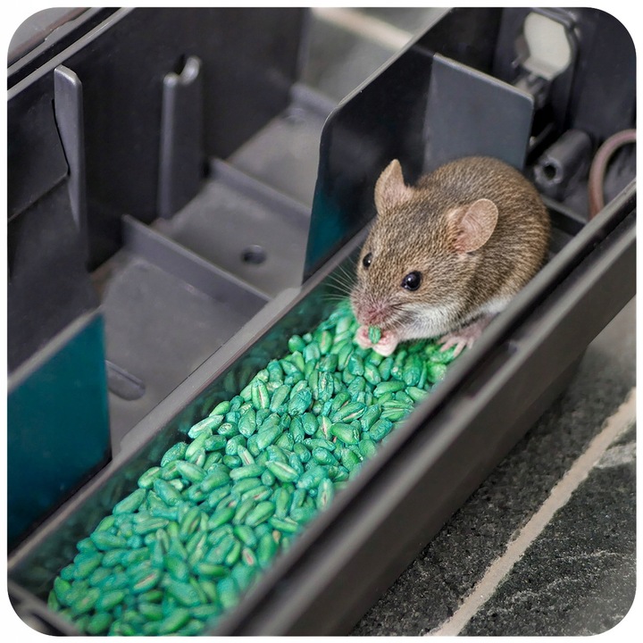 ZATRUTE ZIARNO NA MYSZY I SZCZURY TRUTKA ZBOŻOWA STRONG BROMADIOLON 3