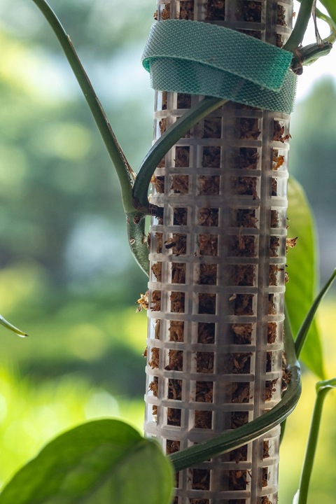 Podpora do roślin pnączy do mchu Sphagnum Palik Tyczka Do Epipremnum