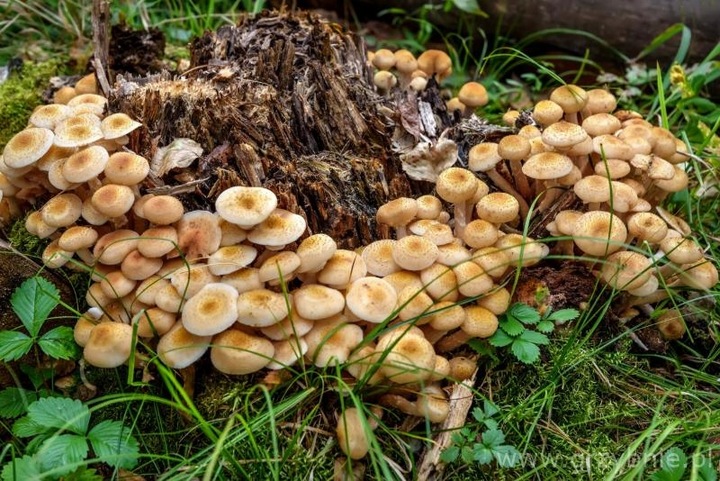 FAST ROT grzybnia do rozkładu pni i korzeni drzew