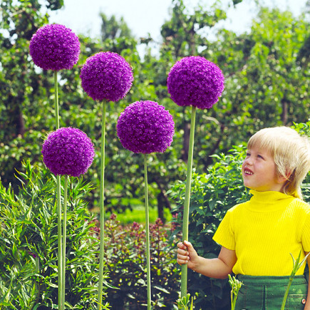 Czosnek ozdobny 'Gladiator' - duża paczka! - 15 szt.