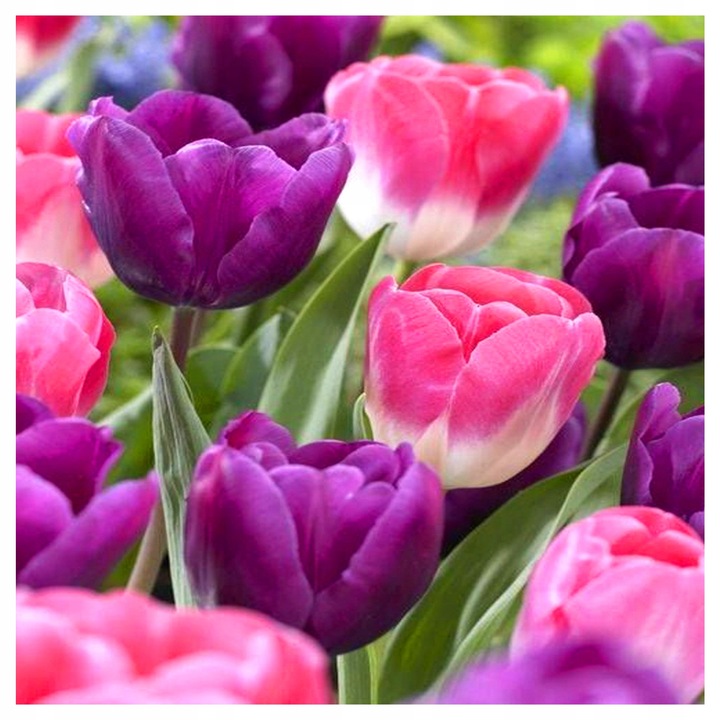 TULIPAN cebulki KOLORY FIOLETU RÓŻ MIX 50 szt. + GRATIS