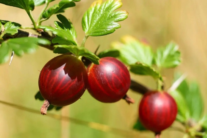 AGREST TRIUMF NA PNIU CZERWONY PLENNY wyjątkowo soczyste i zdrowe