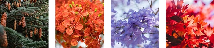 ZESTAW STARTOWY DO UPRAWY DRZEWEK BONSAI 4 RODZAJE NASION PREZENT