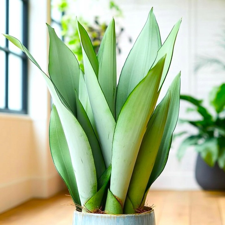 Sansevieria'Moonshine' KSIĘŻYCOWA PIĘKNOŚĆ Sansewieria Wytrzymały