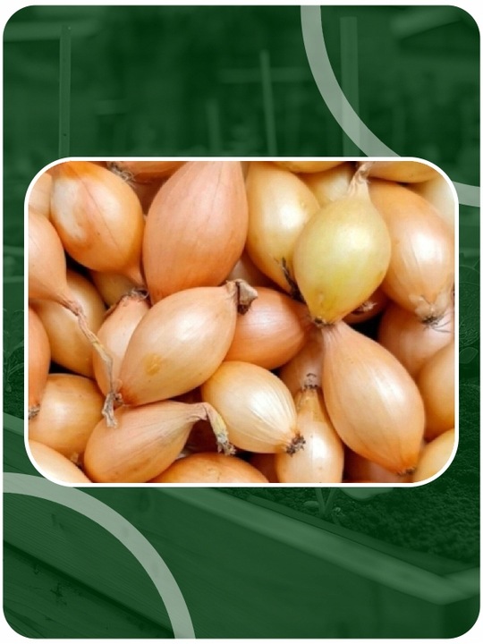 ZESTAW Cebula dymka zimująca 750g i Czosnek zimowy Harnaś 10 główek