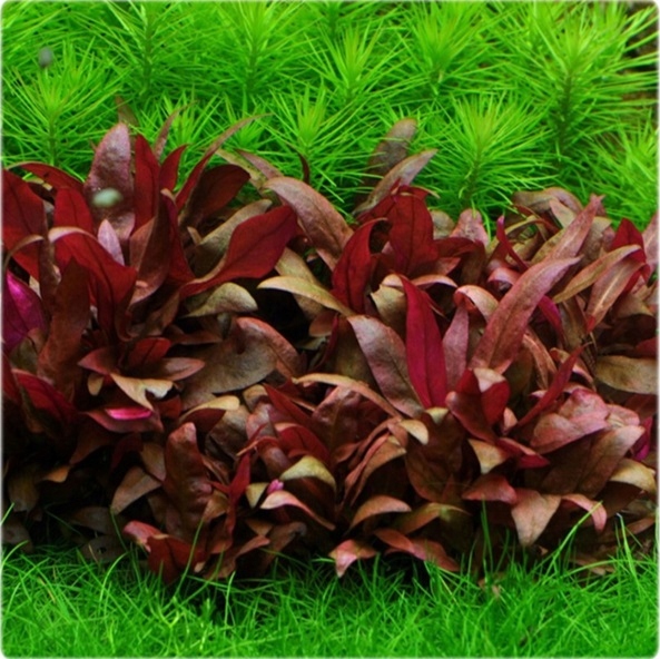 ZESTAW ROŚLIN ŁATWYCH W UPRAWIE NA TRZY PLANY DO AKWARIUM + GRATIS PĘSETA