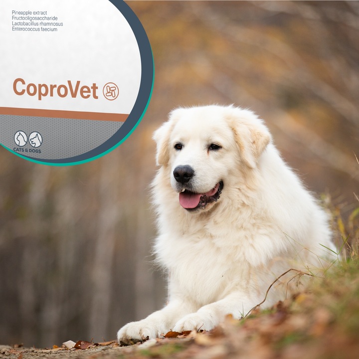 Suplement dla psów i kotów przeciw zjadaniu odchodów Vet Expert Coprovet