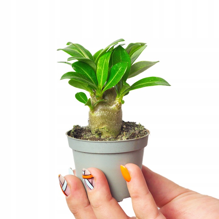 Róża pustyni ADENIUM OBESUM uroczy baobab Adenium opasłe MALUCH