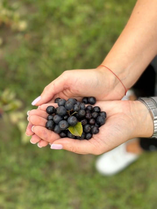 Sok jabłko aronia tłoczony z aronii z jabłkiem100% 5L naturalny dla