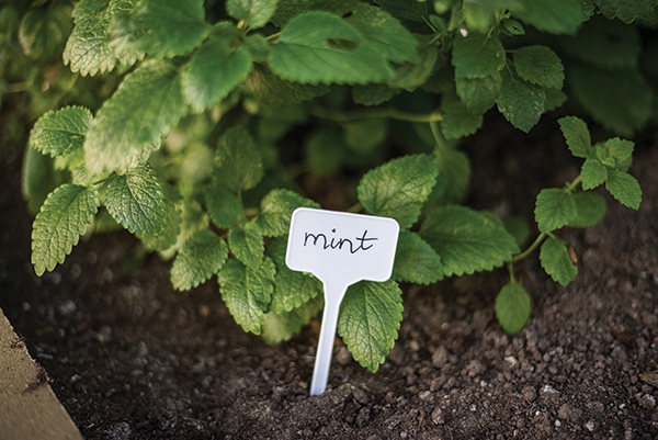 60x ETYKIETY TABLICZKI DO ROŚLIN SADZONEK + MARKER