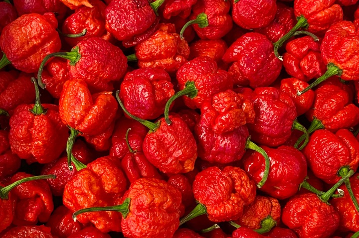 ZESTAW DO UPRAWY PAPRYKA CAROLINA REAPER HP22B RED NASIONA NAJOSTRZEJSZA
