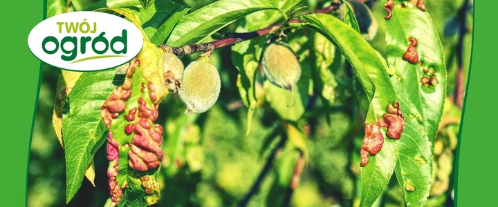 MIEDZIAN 50WP 100G + SYLLIT 65WP 45G NA CHOROBY GRZYBOWE OWOCÓW I