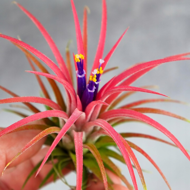 Tillandsia OPLĄTWA ionantha Intensywnie czerwona W ZIMOWYM OPAKOWANIU