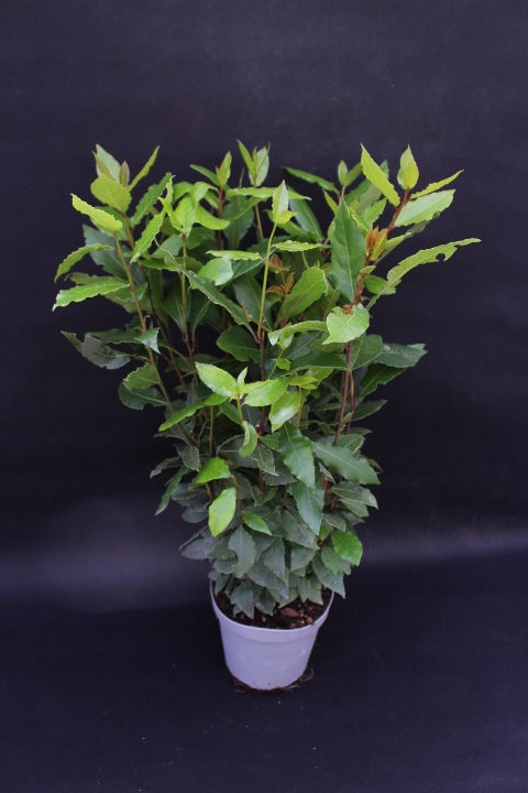 Liść LAUROWY OLBRZYM GĘSTY DUŻY Laur Wawrzyn