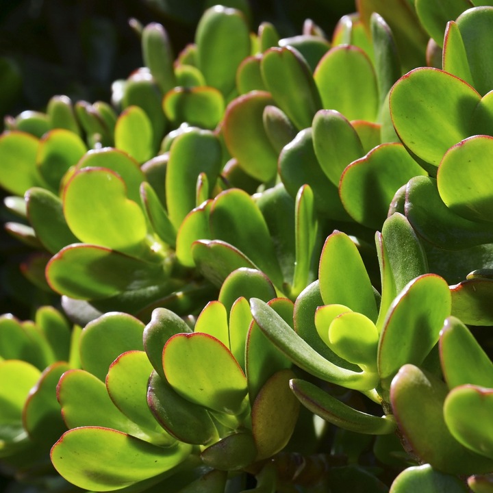 CRASSULA OVATA grubosz jajowaty drzewko szczęścia sukulent rozmiar L