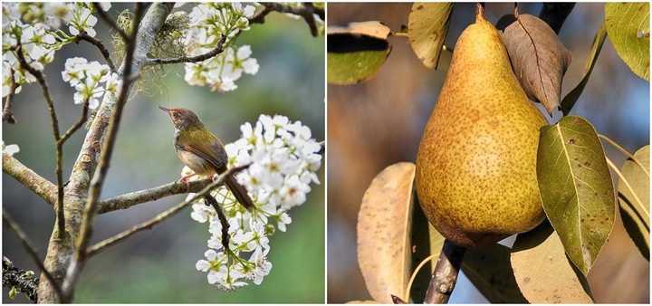 Grusza KlAPSA - FAWORYTKA GIGANTYCZNE owoce