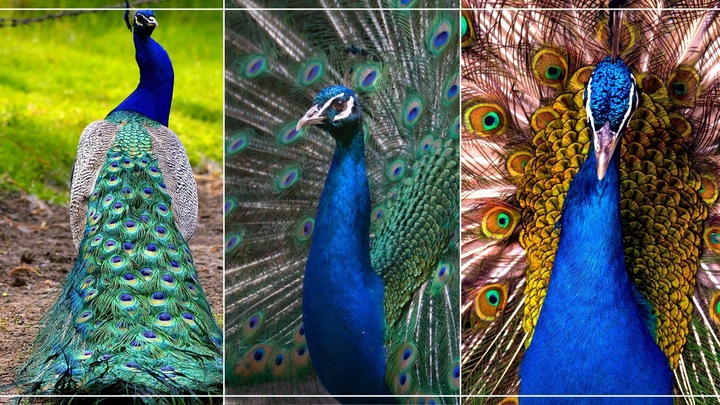 Zdrowa i Smaczna Karma dla Pawi 20kg