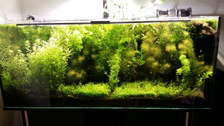 ŻWIREK CZARNY 1-3 mm PODŁOŻE DO AKWARIUM 25kg