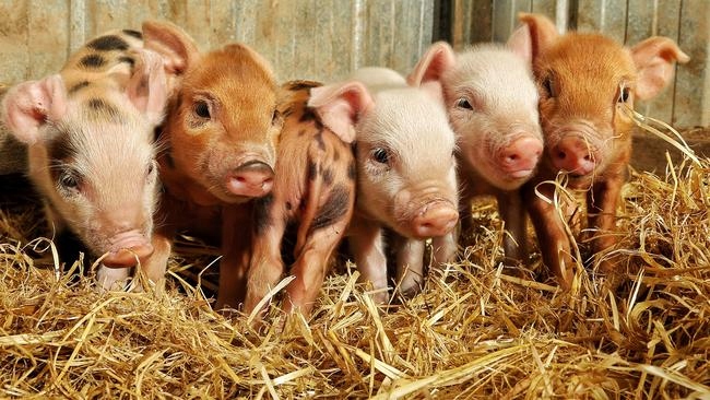 Słoma pszenna ściółka do budy , pod truskawki ,izolacja 5KG