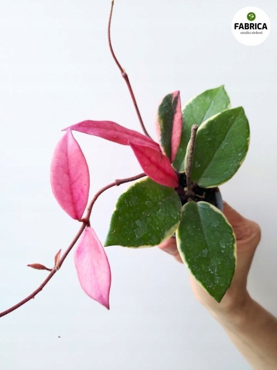 Hoya / Hoja carnosa Flamingo dream