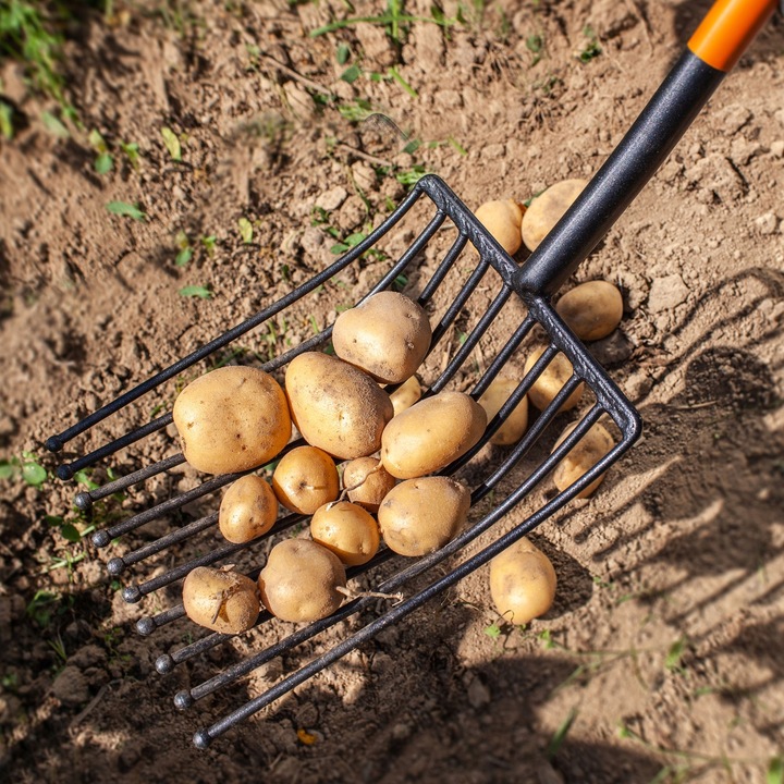 WIDŁY GABLE DO ZIEMNIAKÓW BURAKÓW 10 ZĘBNE METALOWE SOLIDNE MOCNE 130