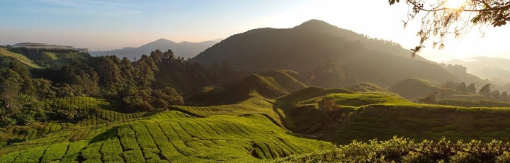 Kawa ZIELONA mielona INDIE CHERRY 1 kg ODCHUDZANIE