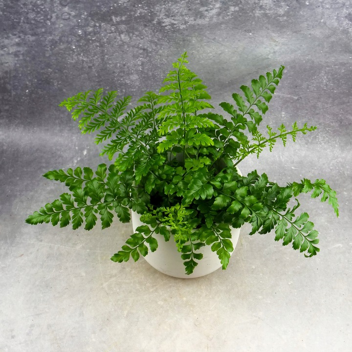 Paproć ASPLENIUM PARVATI egzotyczna paprotka domowa BEZPIECZNA DLA