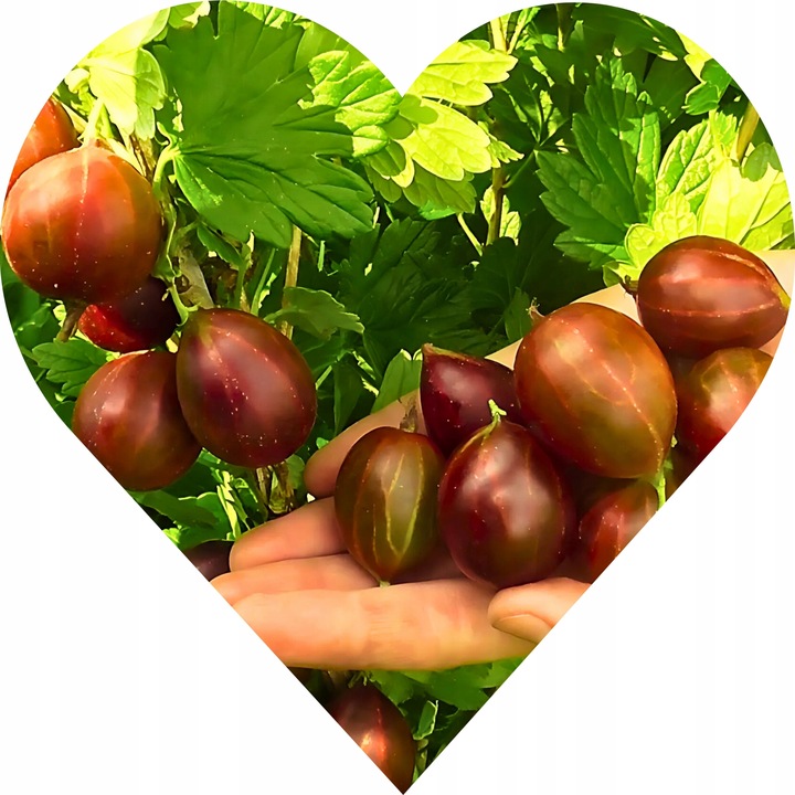 Agrest GIGANT OLBRZYMI – Czerwony kolos w Twoim ogrodzie KRZEW