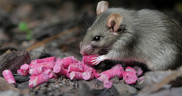 BARDZO SILNA TRUTKA NA SZCZURY I MYSZY GRANULAT BROMADIOLON STRONG 3KG