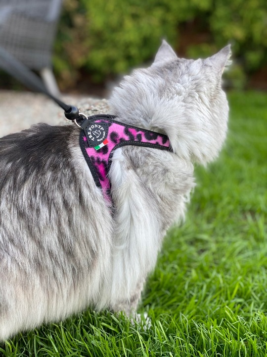 SZELKI dla dużego kota 38-48cm do 6kg Brytyjski TRE PONTI Leopard różowe