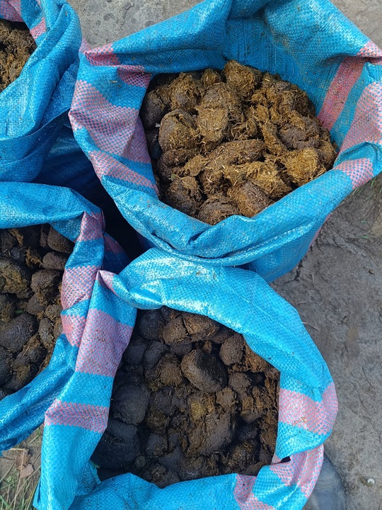 Nawóz ekologiczny koński obornik BEZ SŁOMY świeży do sadu ogrodu 50L