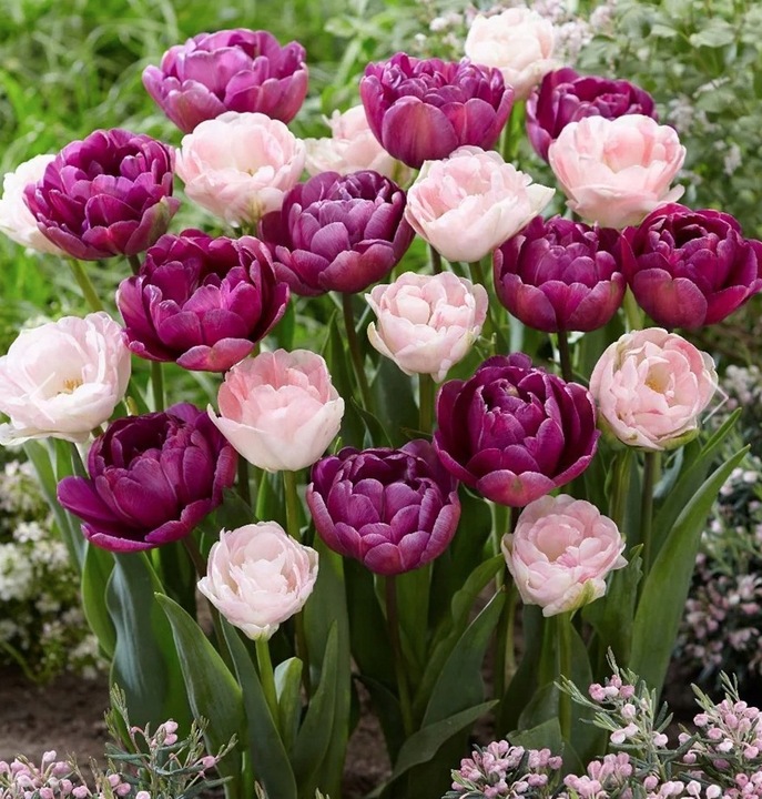 TULIPAN cebulki DOUBLE MIX KOLORY RÓŻU 20 szt. + GRATIS