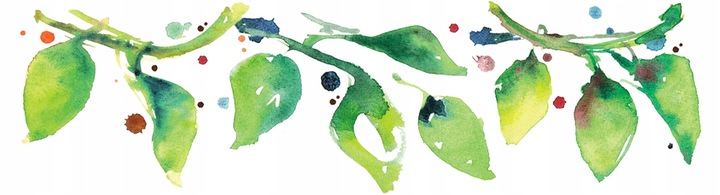 BIO DAKTYLE bez pestek suszone słodkie BEZ DODATKU CUKRU 1 kg Batom