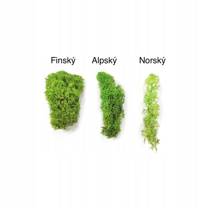 Mech chrobotek dekoracyjny 3 KOLORY