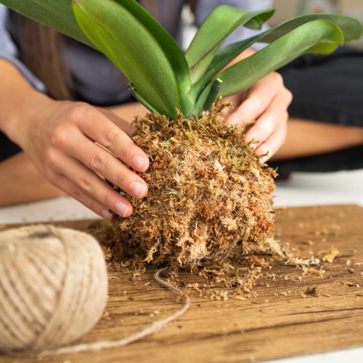 Mech Sphagnum 8L Besgrow Spagmoss Classic torfowiec 100G podłoże pH