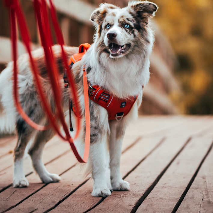 MOCNE SZELKI GUARD dla psa ALASKA odblask red M