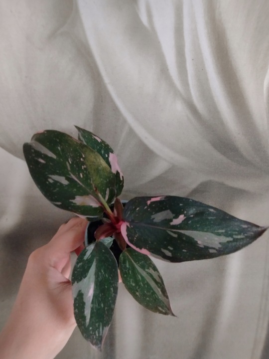 PHILODENDRON 'Pink Princess Marble' Filodendron różowy