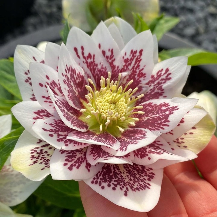 CIEMIERNIK DOUBLE ELLEN WHITE SPOTTED - NAKRAPIANY, SADZONKA P11/1 LITR